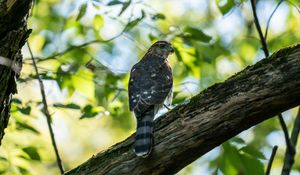 Preview wallpaper kite, predator, bird, tree, branches