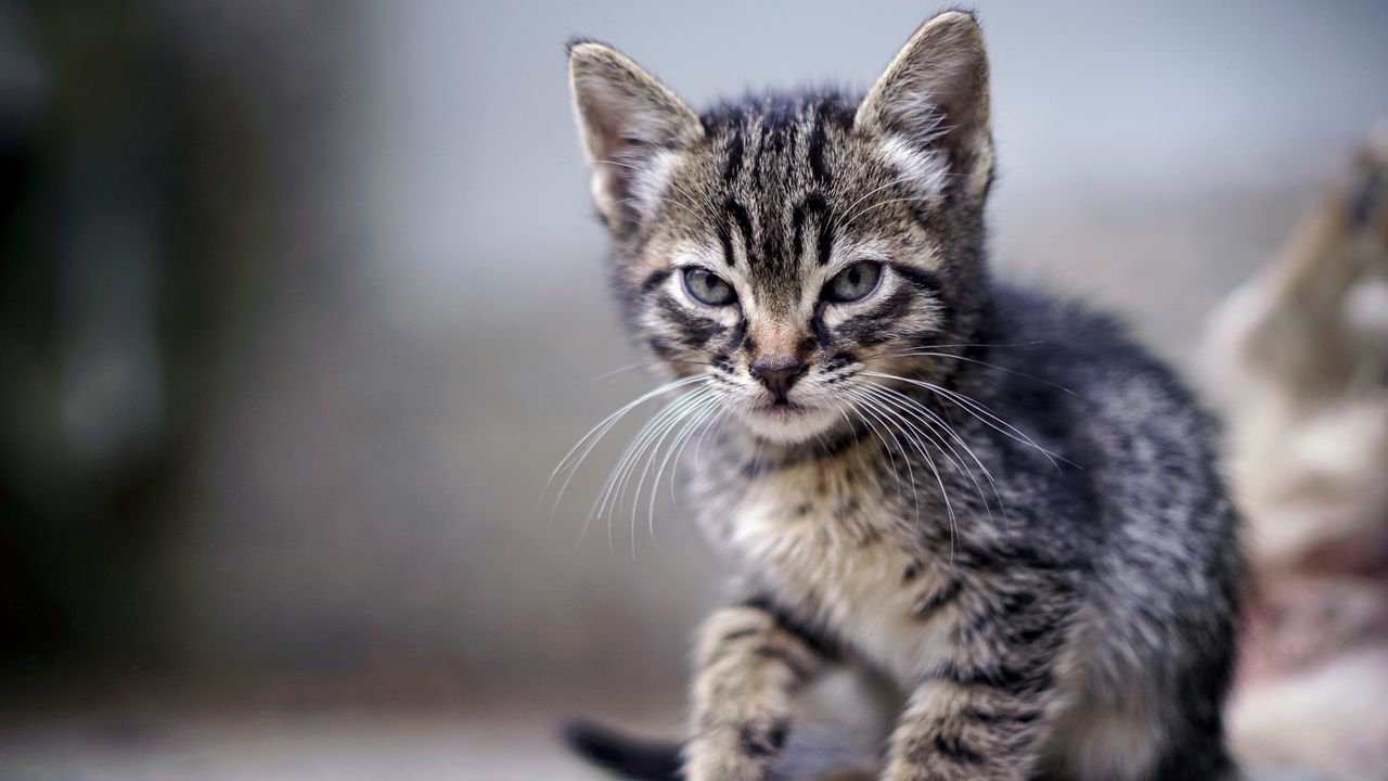 Wallpaper kitten, angry, frowning, displeased, striped