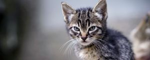Preview wallpaper kitten, angry, frowning, displeased, striped