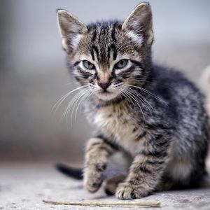 Preview wallpaper kitten, angry, frowning, displeased, striped