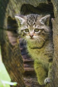 Preview wallpaper kitten, animal, cute, wildlife