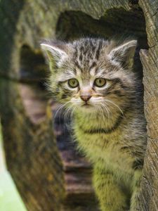 Preview wallpaper kitten, animal, cute, wildlife