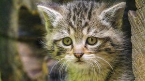 Preview wallpaper kitten, animal, cute, wildlife