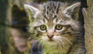 Preview wallpaper kitten, animal, cute, wildlife