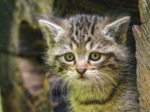 Preview wallpaper kitten, animal, cute, wildlife