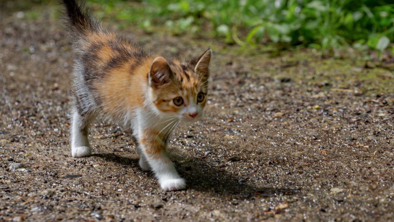 Wallpaper kitten, animal, glance, cute