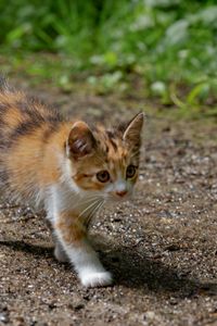 Preview wallpaper kitten, animal, glance, cute