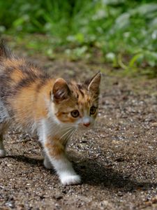 Preview wallpaper kitten, animal, glance, cute
