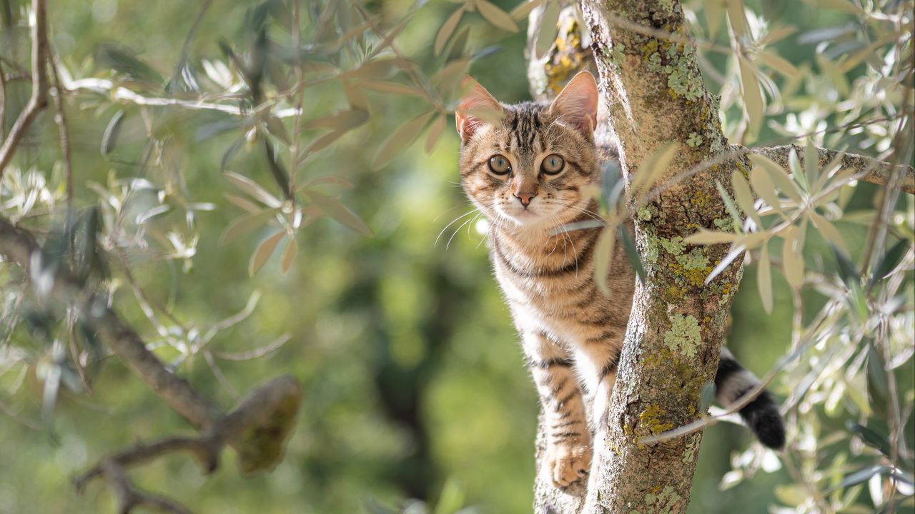 Wallpaper kitten, animal, tree, branches