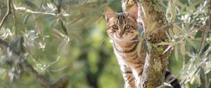 Preview wallpaper kitten, animal, tree, branches