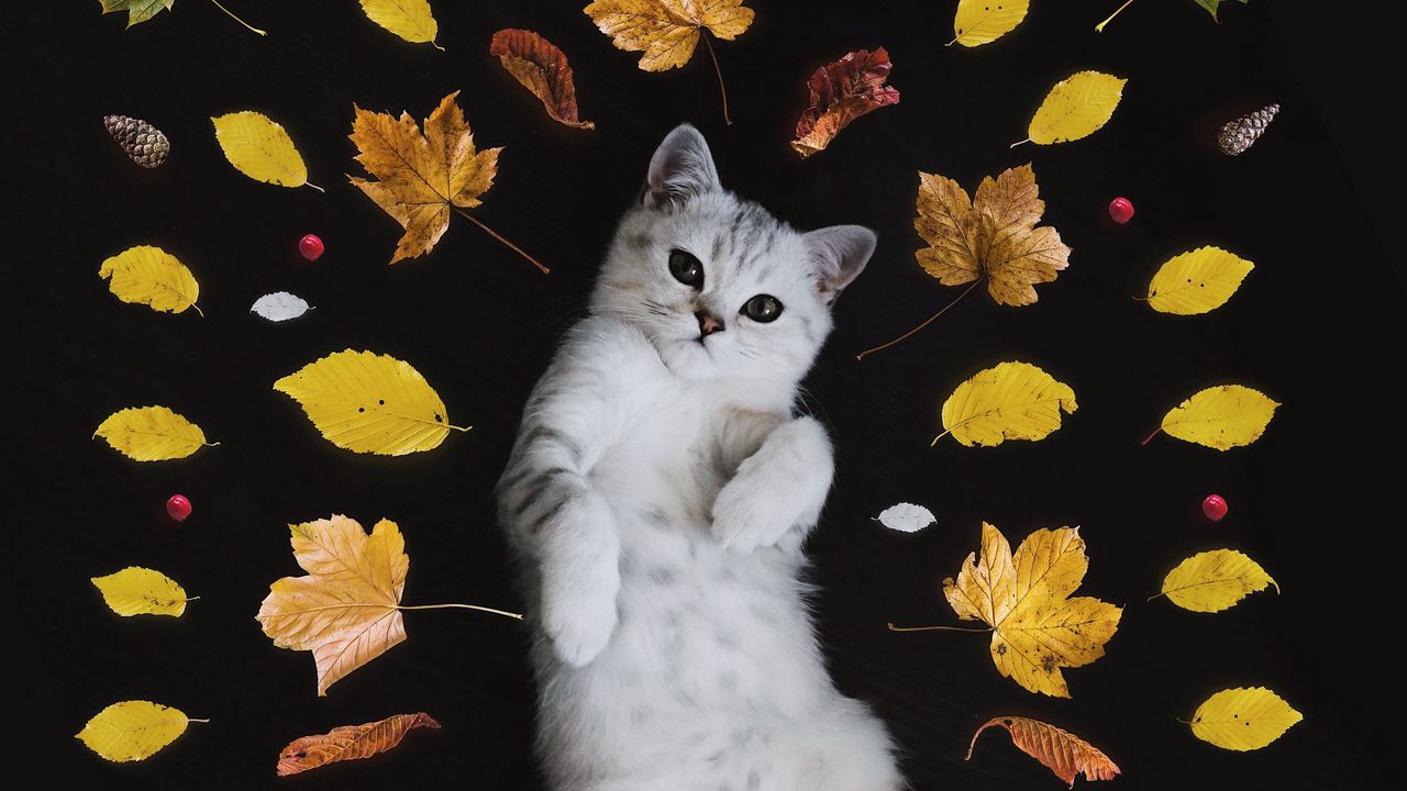 Wallpaper kitten, autumn, foliage, cute