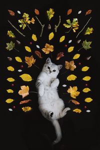 Preview wallpaper kitten, autumn, foliage, cute