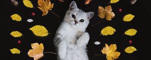 Preview wallpaper kitten, autumn, foliage, cute
