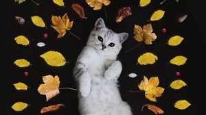 Preview wallpaper kitten, autumn, foliage, cute