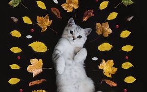 Preview wallpaper kitten, autumn, foliage, cute