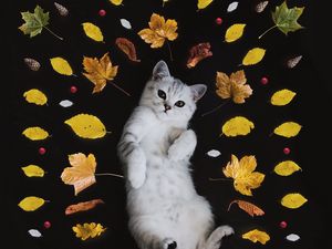 Preview wallpaper kitten, autumn, foliage, cute