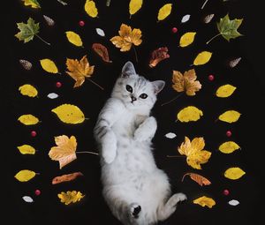 Preview wallpaper kitten, autumn, foliage, cute