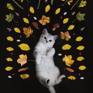 Preview wallpaper kitten, autumn, foliage, cute