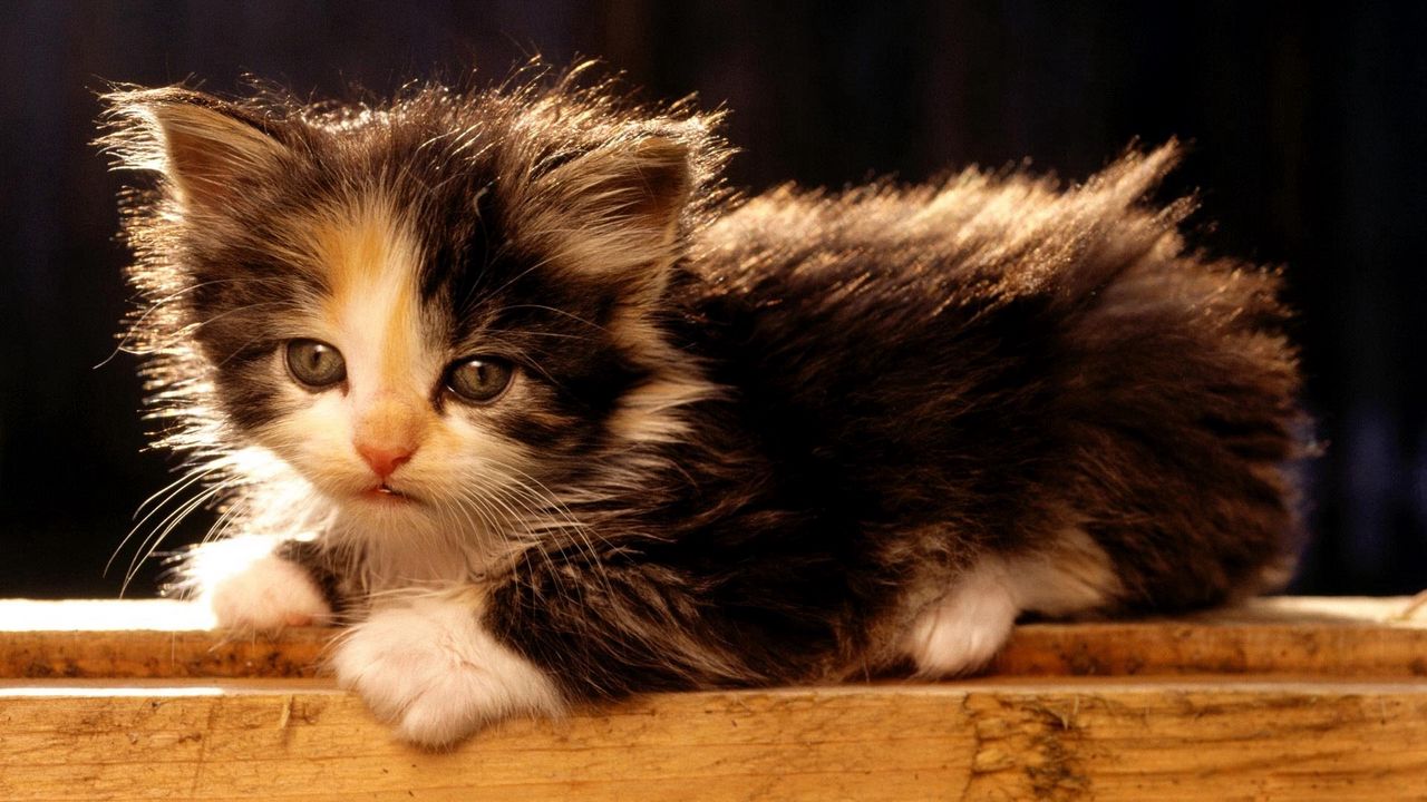 Wallpaper kitten, baby, fluffy, lie, spotted