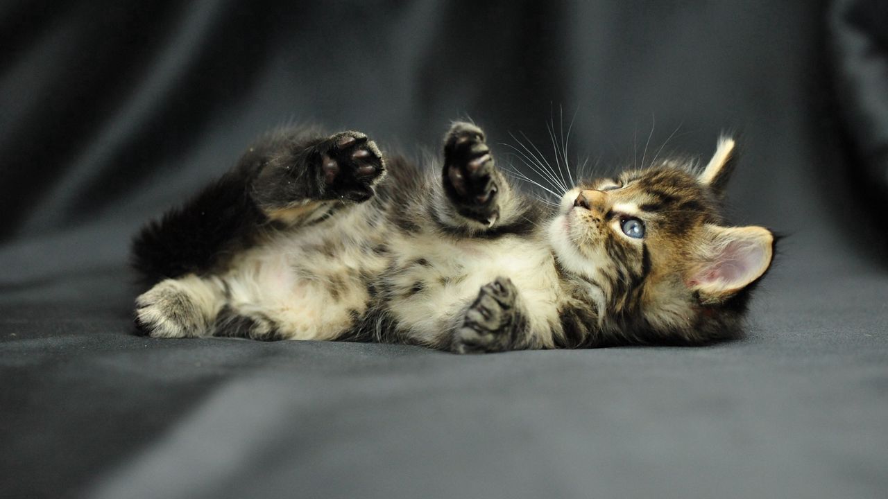 Wallpaper kitten, baby, fluffy, lie, photoshoot