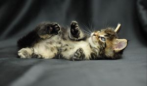 Preview wallpaper kitten, baby, fluffy, lie, photoshoot