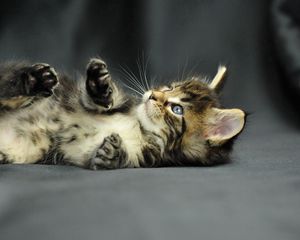 Preview wallpaper kitten, baby, fluffy, lie, photoshoot