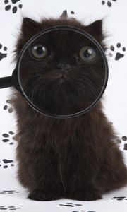 Preview wallpaper kitten, baby, fluffy, magnifying glass