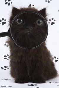 Preview wallpaper kitten, baby, fluffy, magnifying glass