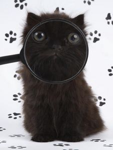 Preview wallpaper kitten, baby, fluffy, magnifying glass