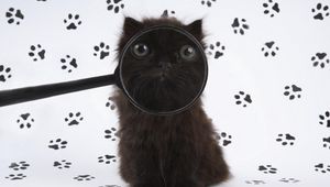 Preview wallpaper kitten, baby, fluffy, magnifying glass