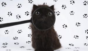 Preview wallpaper kitten, baby, fluffy, magnifying glass
