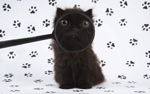 Preview wallpaper kitten, baby, fluffy, magnifying glass