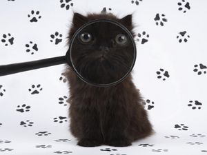 Preview wallpaper kitten, baby, fluffy, magnifying glass