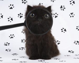 Preview wallpaper kitten, baby, fluffy, magnifying glass
