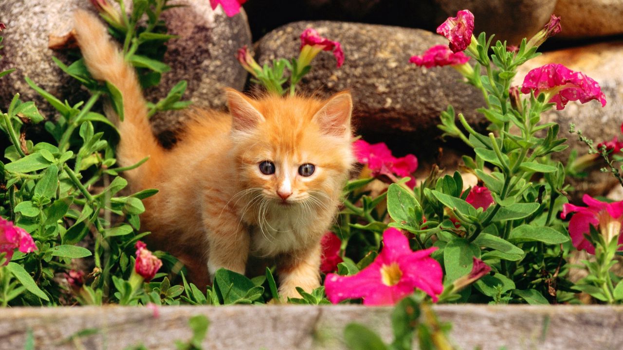 Wallpaper kitten, baby, grass, flowers, curiosity