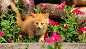 Preview wallpaper kitten, baby, grass, flowers, curiosity