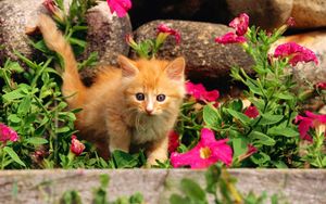 Preview wallpaper kitten, baby, grass, flowers, curiosity