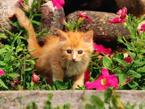 Preview wallpaper kitten, baby, grass, flowers, curiosity