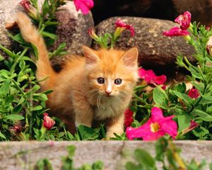 Preview wallpaper kitten, baby, grass, flowers, curiosity