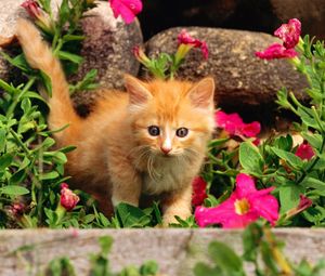 Preview wallpaper kitten, baby, grass, flowers, curiosity