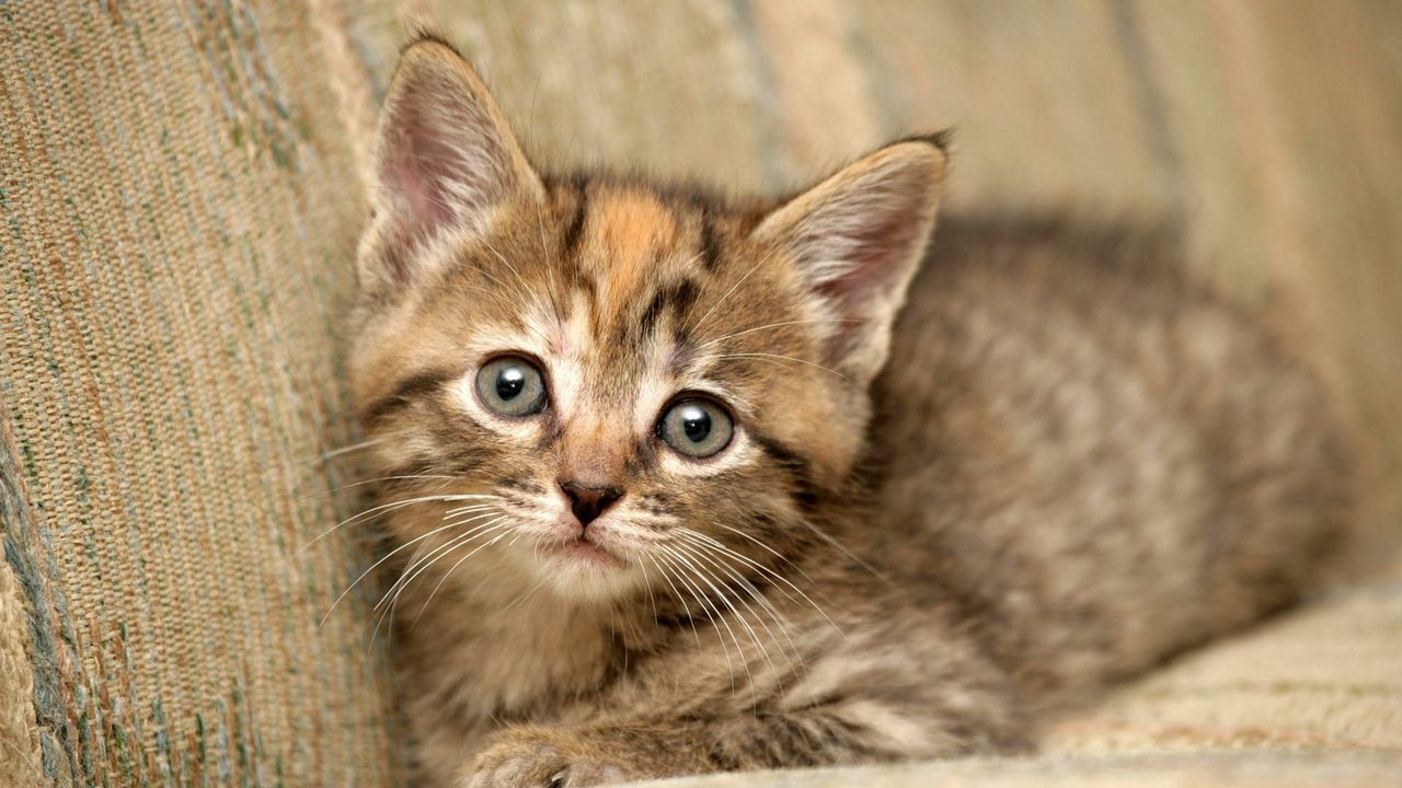 Wallpaper kitten, baby, lie, cute