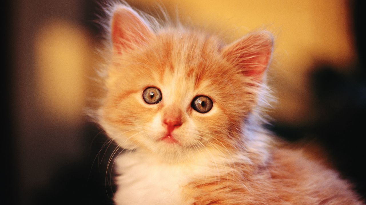 Wallpaper kitten, baby, light, fluffy, face