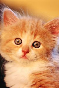 Preview wallpaper kitten, baby, light, fluffy, face