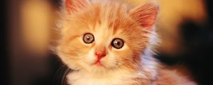 Preview wallpaper kitten, baby, light, fluffy, face