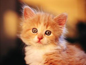 Preview wallpaper kitten, baby, light, fluffy, face