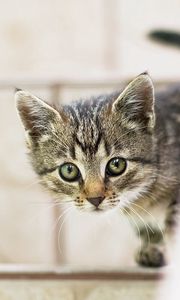 Preview wallpaper kitten, baby, peep