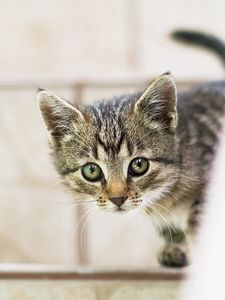 Preview wallpaper kitten, baby, peep