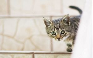Preview wallpaper kitten, baby, peep
