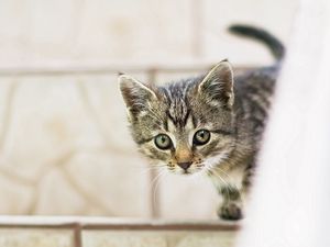 Preview wallpaper kitten, baby, peep