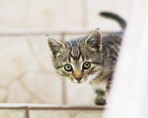 Preview wallpaper kitten, baby, peep